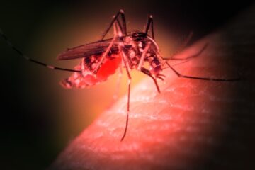 Mosquito buzzing zumbido